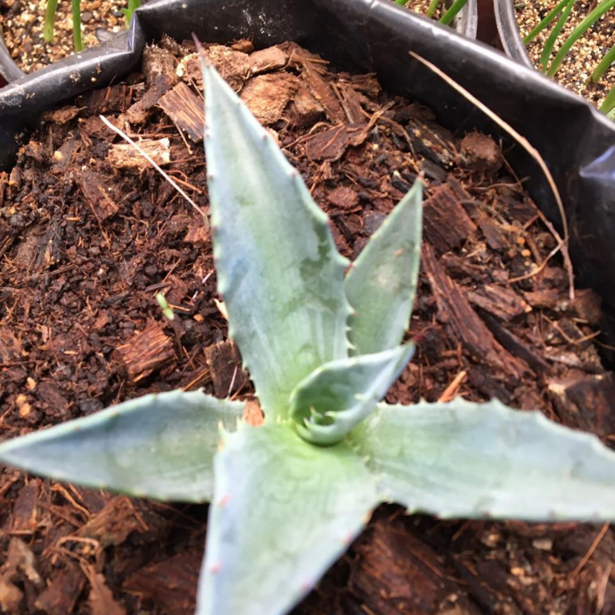 USINE D'AGAVE SALMIANA