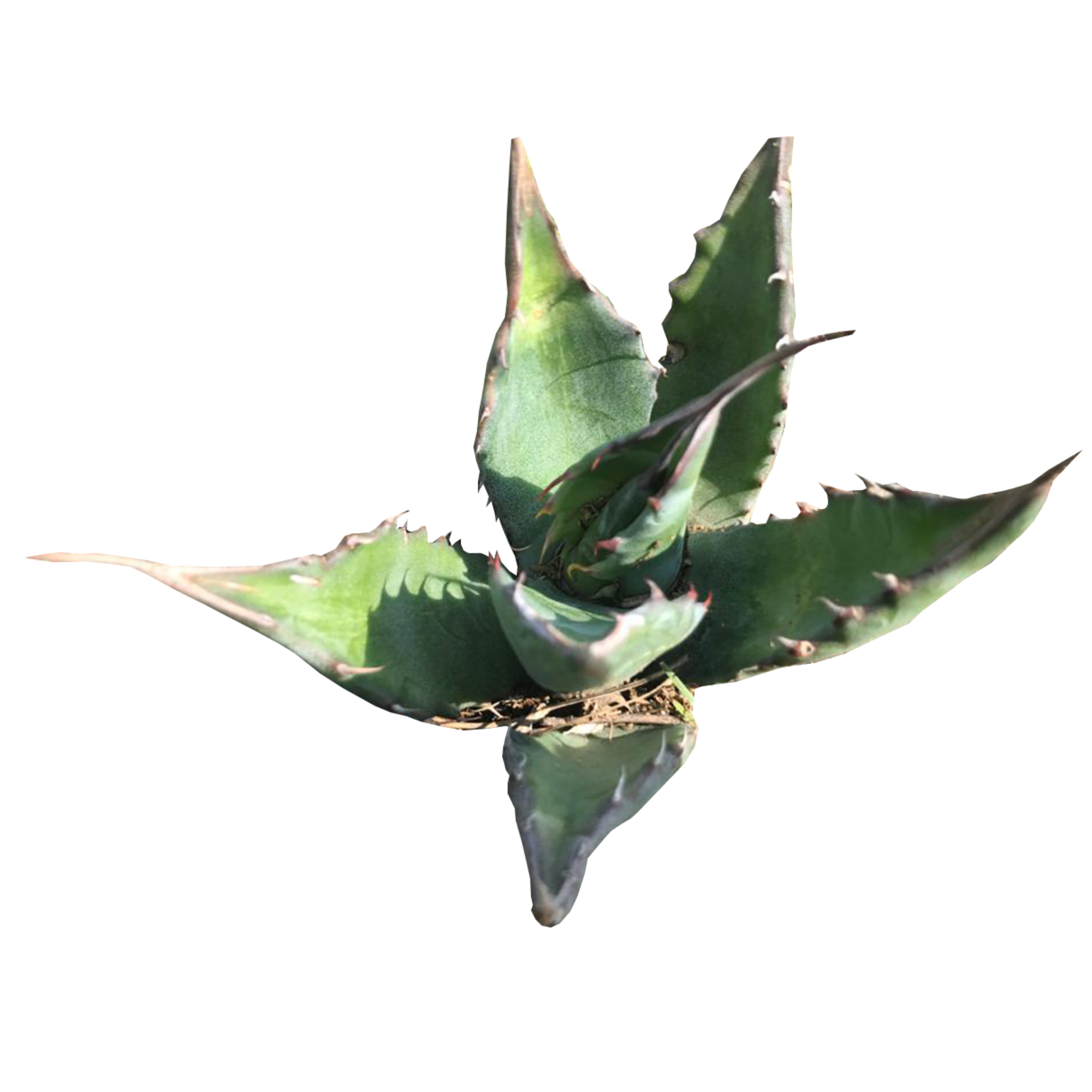 USINE D'AGAVE SALMIANA