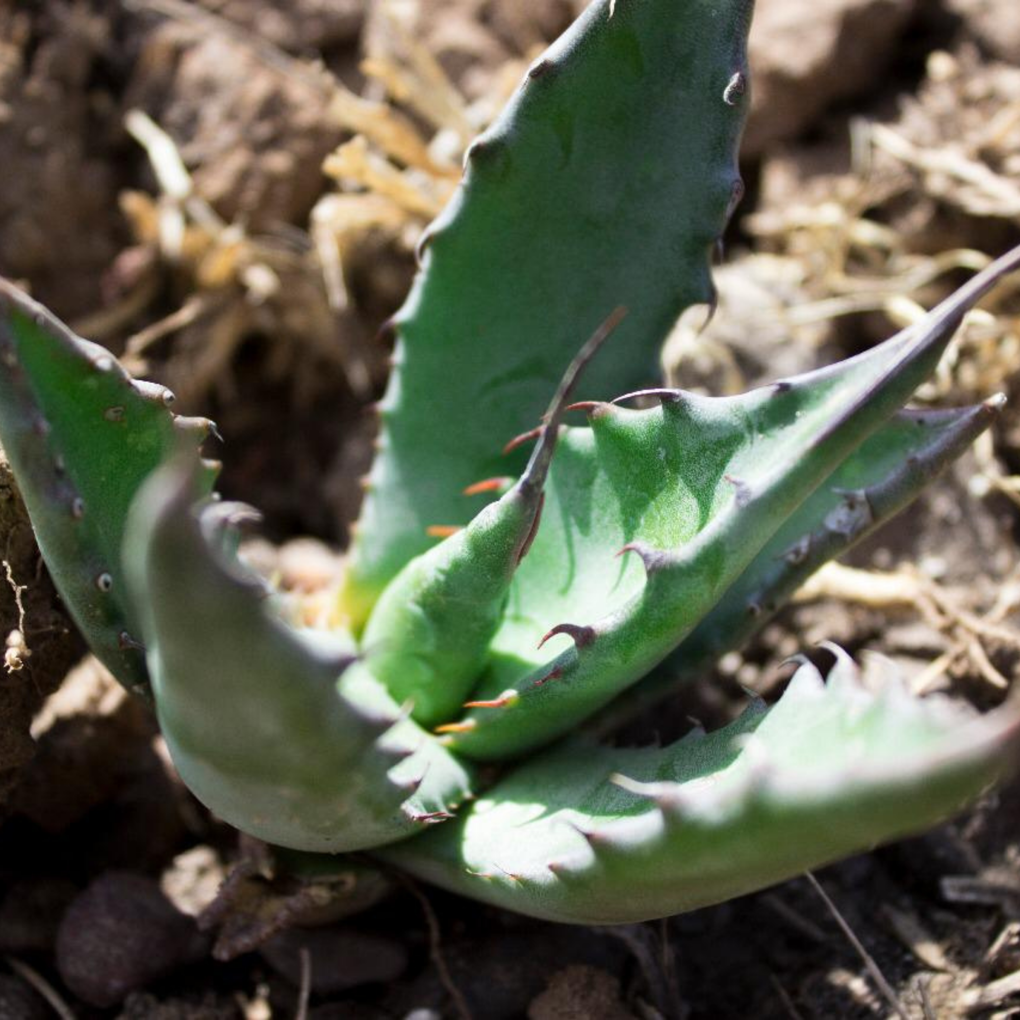 USINE D'AGAVE SALMIANA