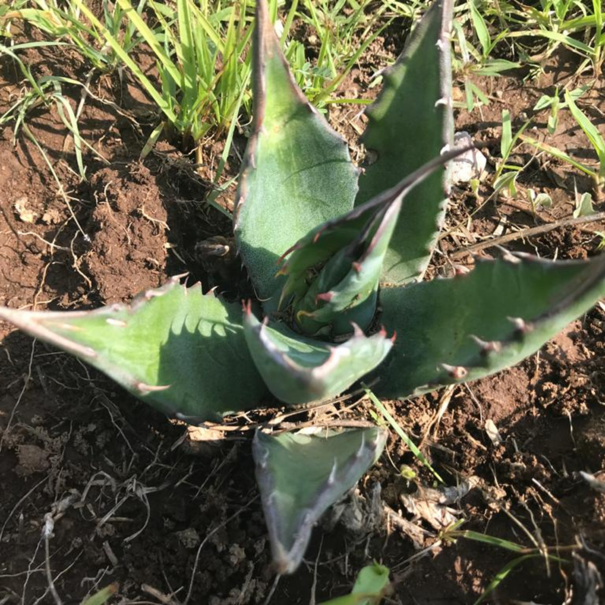 USINE D'AGAVE SALMIANA
