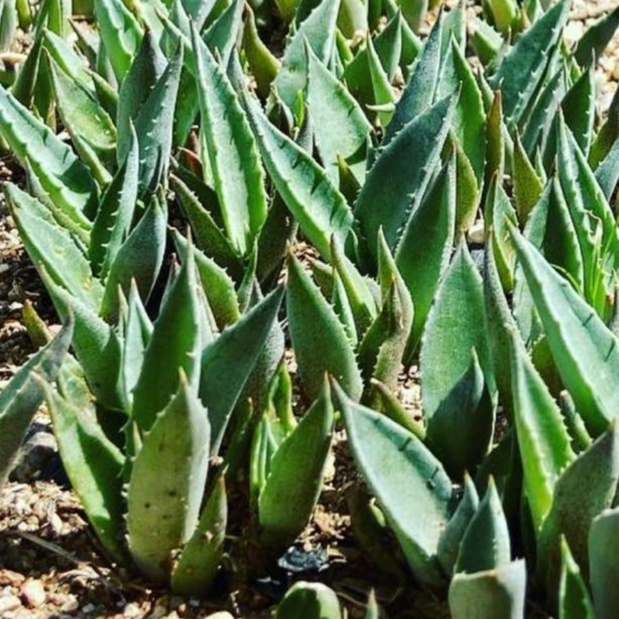 USINE D'AGAVE SALMIANA